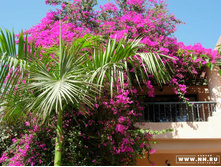 �� �������