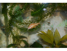 ��������� ��������