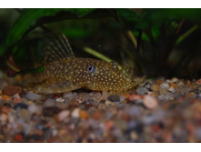 ���-�����