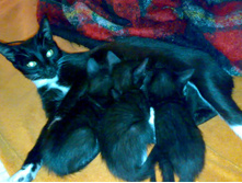 ����� �������