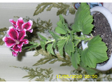 �������� ����������