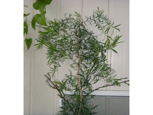 ������ ������� ������ ������