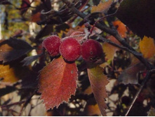 ���� �� ����������.JPG