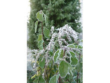 ���� �� ������� ������.JPG