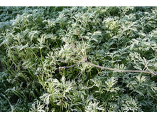 ���� �� ������.JPG