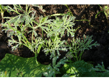 ���� �� ������.JPG