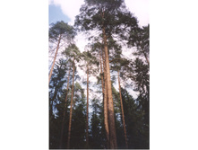 ������� ���.