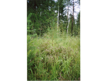 � ������ ������.