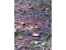 ���� �� ����� - �������!!