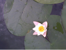 ������� ���������.