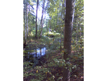 ������ �����.