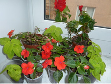 ������� ���������� � �������� ��������