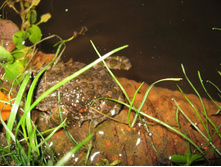 ����������� 384.jpg