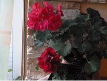 ������� � ���������