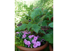 ����� �� ������