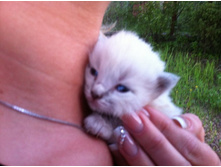 ������ ����