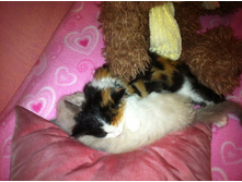 ���� ������� ������