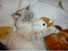 ��� �������