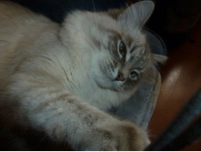 �� ��� ���