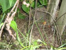 ����� IMG_2970.JPG