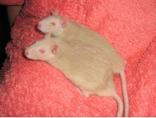 �������� ���)))