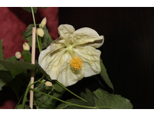 ����������� 004.jpg