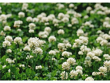 ������ �������� �����, 30� 23,5���.jpg