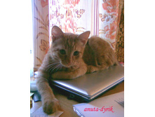 ���� ���� (��...� ������ ��������)