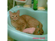 � ���� �� �� ������)