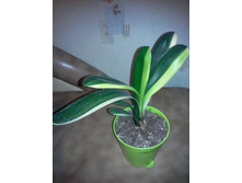 Beautiful Variegated duck Clivia 