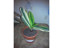 Beautiful Variegated Clivia 