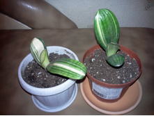 Beautiful Variegated Clivia ��������)