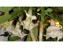 ����� ����