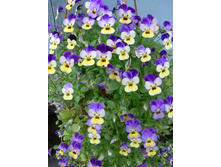 ��� �����.jpg