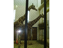 ������� ������