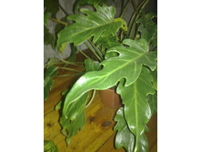 ����������� �������