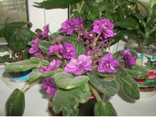DSCF6779.JPG