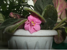 DSCF6780.JPG