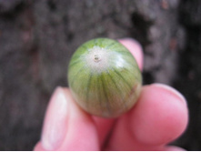 ����� �� �������� �������