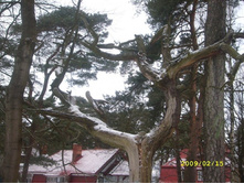 ����������� ����� ���������� �����