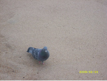 ������ ����� (�) ������� ������