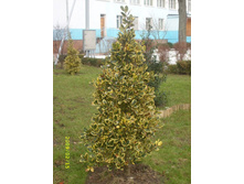 ������, �����! 