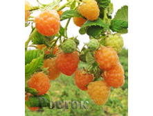 ������ ������� ������ 120���.jpg