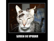 80 �������.jpg