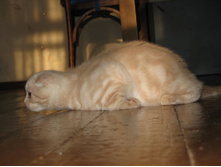 ����Σ���