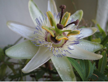 ����������� 019.jpg