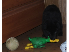 ������ �������- ����!