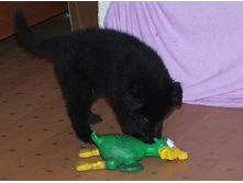 ���� �������, ��� �� ������