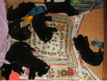 ��������� ��������