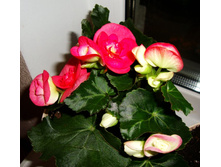DSC03384.jpg